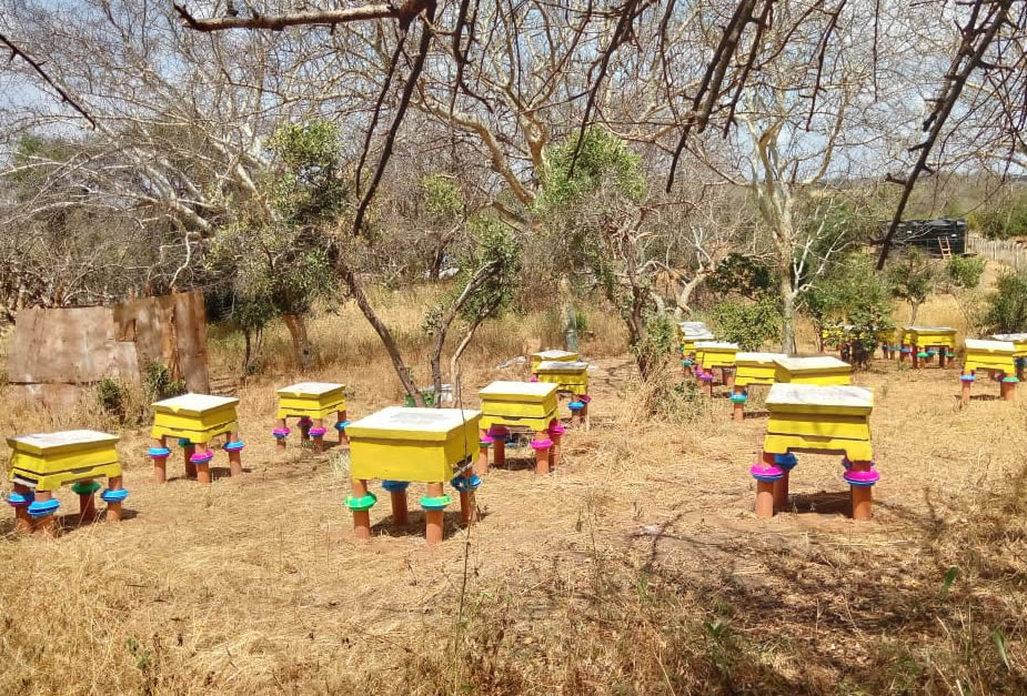 turning idle land to profitable bee farm