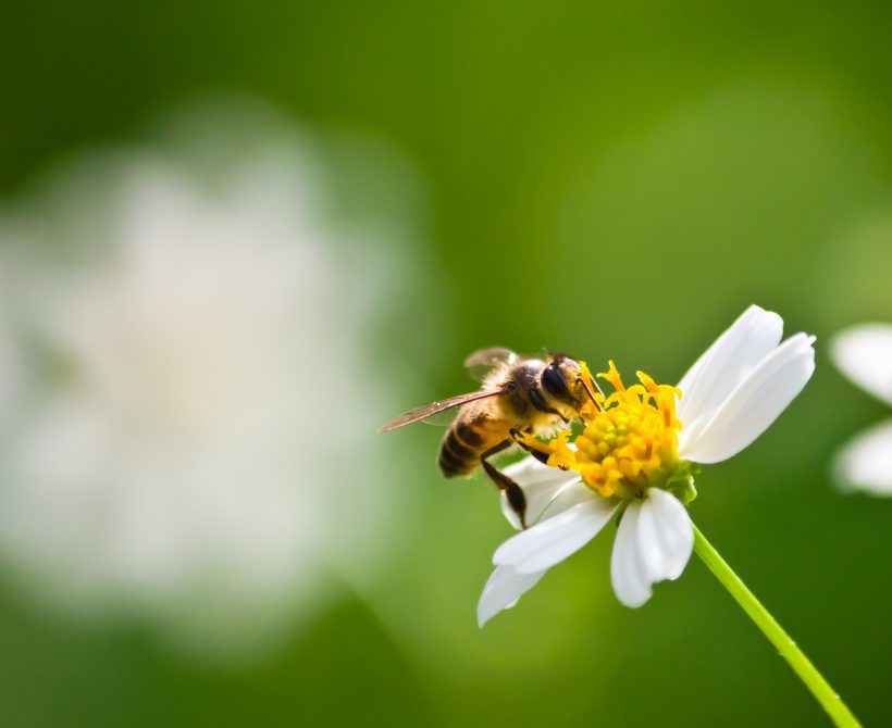 The buzz about bees as pollinators