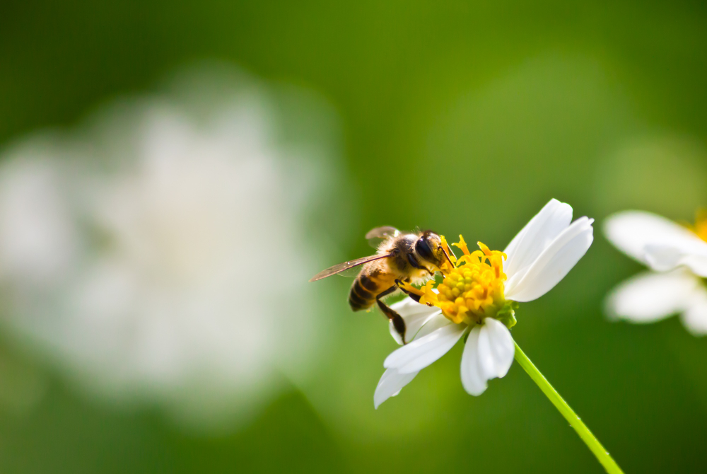 The buzz about bees as pollinators