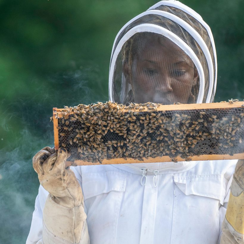 Why Beekeeping Is the Hidden Goldmine for Africa’s Future Farmers