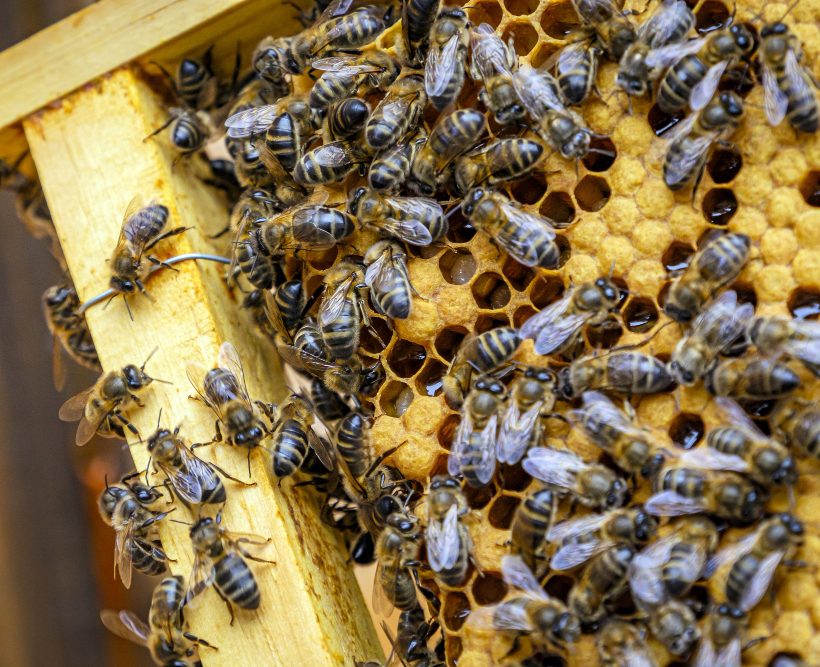 Maximize your bee colonies' lifespan with proven Kenyan beekeeping strategies. Discover seasonal care, disease prevention, and equipment for long-term success.