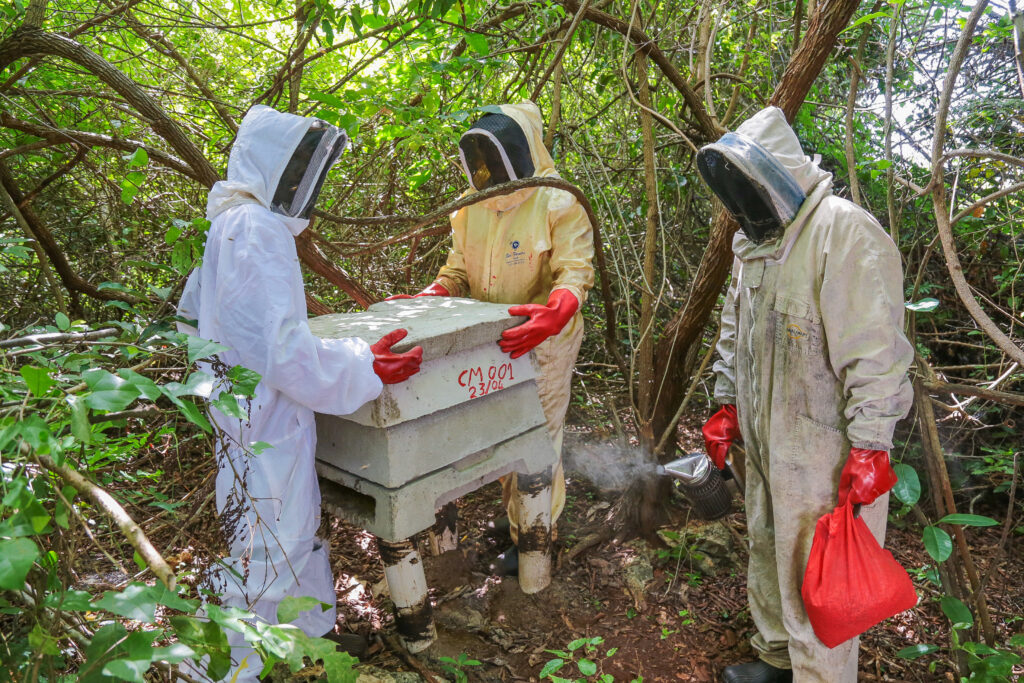 honey harvesting