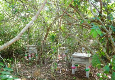 Why Beekeeping Is One of the Most Sustainable Agribusinesses in Kenya Today