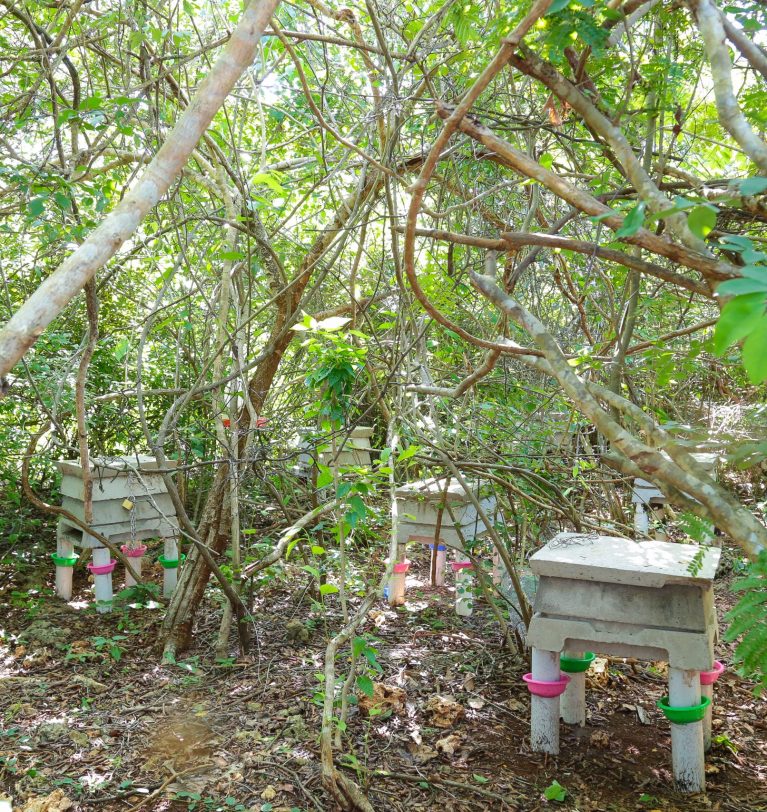 Why Beekeeping Is One of the Most Sustainable Agribusinesses in Kenya Today