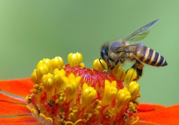 From Hive to Harvest: Why Protecting Africa’s Bees Is the Smartest Investment