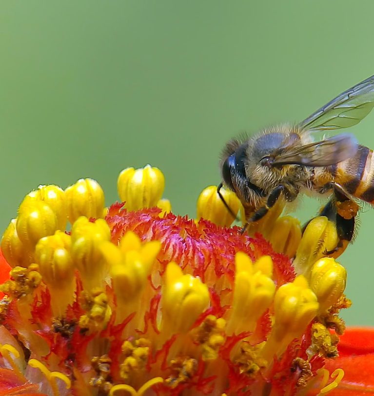 From Hive to Harvest: Why Protecting Africa’s Bees Is the Smartest Investment