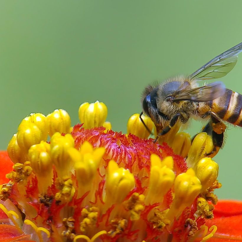 protecting africa's bees