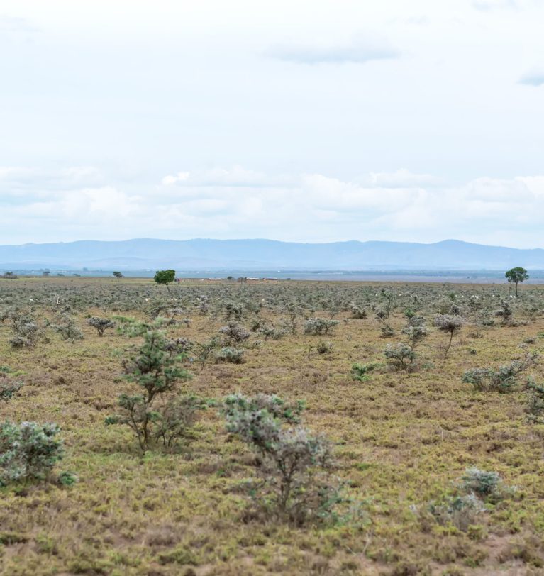 Idle Land to Income: How Beekeeping Turns Unused Land Into Passive Revenue