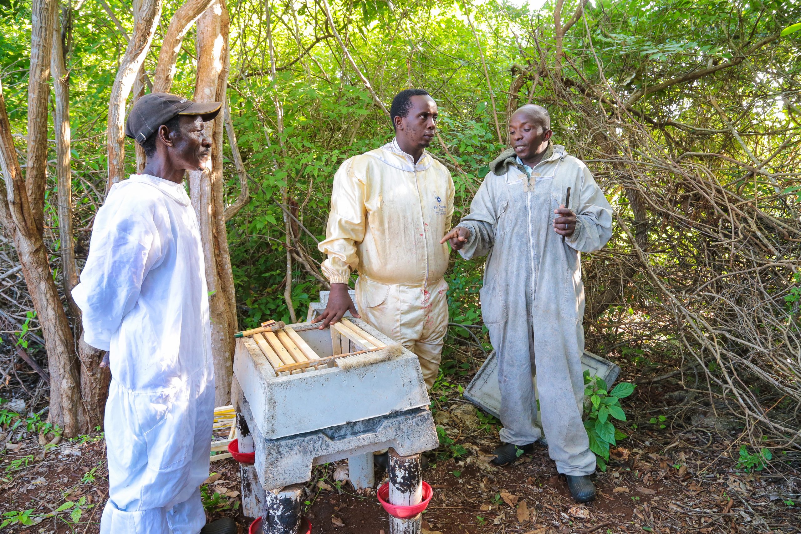 Beehive installation